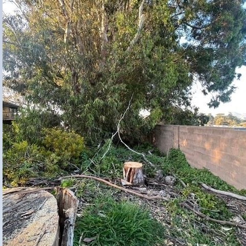 Broderson Avenue Vegetation Management